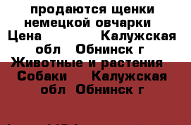 продаются щенки немецкой овчарки › Цена ­ 20 000 - Калужская обл., Обнинск г. Животные и растения » Собаки   . Калужская обл.,Обнинск г.